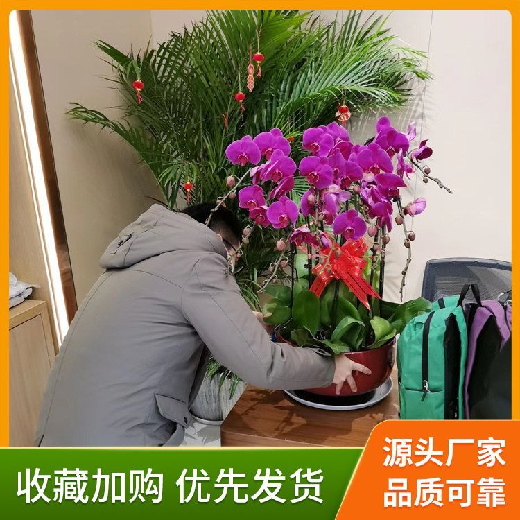綠植花卉租賃廠家直供 花色色系綠色系 基地直供 一站式服務(wù)約12.00元